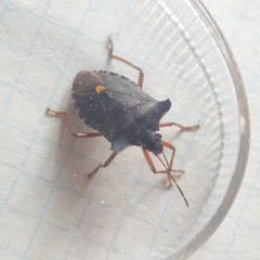 Pentatoma rufipes