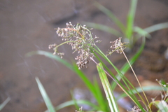 Scirpus sylvaticus