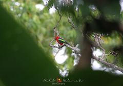 Alisterus chloropterus