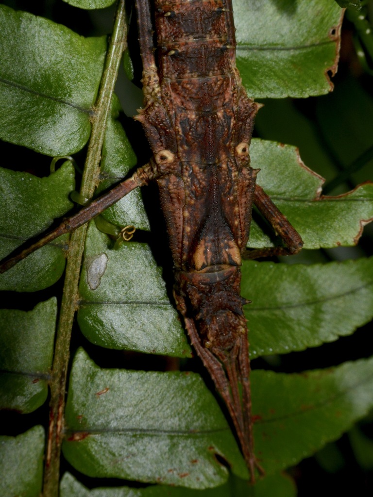 Tisamenus cervicornis