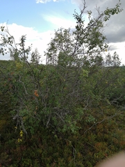 Betula pubescens pumila