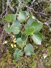 Betula pubescens pumila