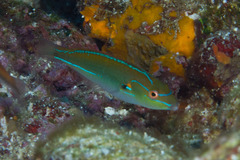 Stethojulis interrupta