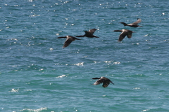 Phalacrocorax nigrogularis