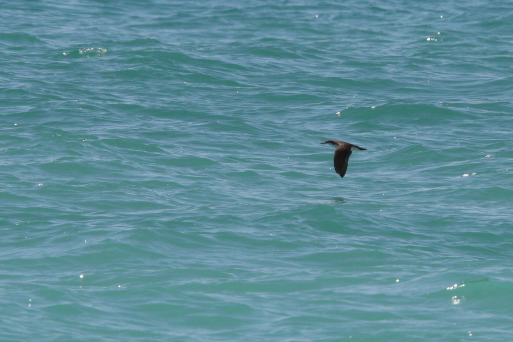 Persian Shearwater