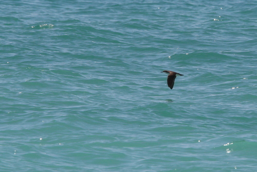Persian Shearwater