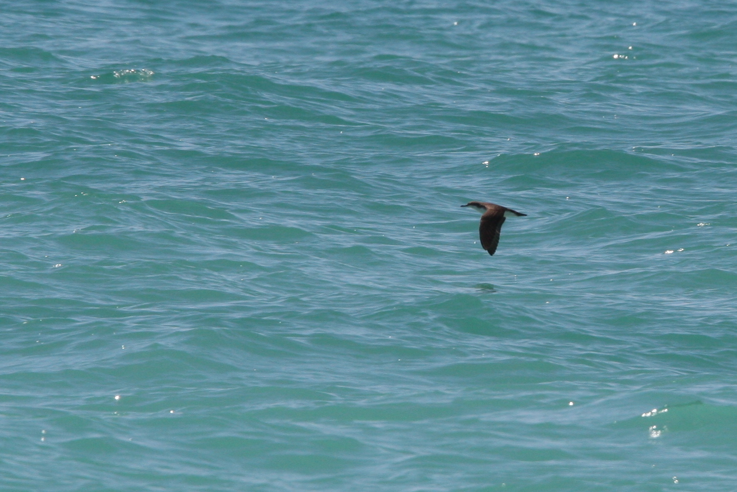 Persian Shearwater illustration