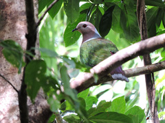 Ducula rufigaster