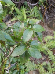 Camellia brevistyla