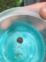 Fruticicola fruticum