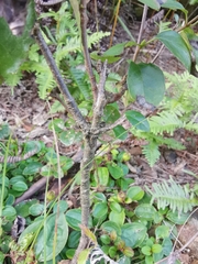 Camellia brevistyla