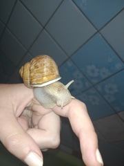 Helix pomatia