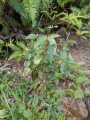 Camellia brevistyla