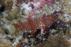 Ornate Leopard Wrasse photo 5