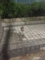 Gorsachius melanolophus