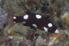 Bodianus axillaris