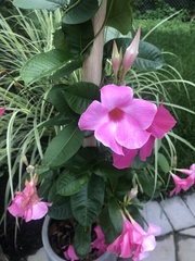 Mandevilla amabilis