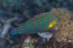 Halichoeres melanurus