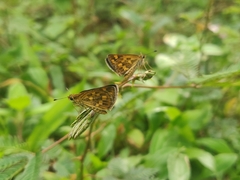 Taractrocera ceramas