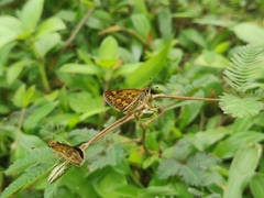 Taractrocera ceramas