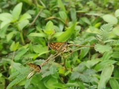 Taractrocera ceramas