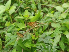 Taractrocera ceramas