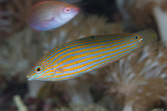 Halichoeres melanurus