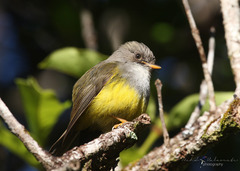 Eopsaltria flaviventris