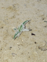 Munroa squarrosa