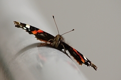 Vanessa atalanta