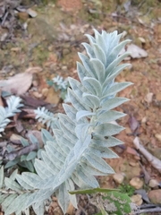 Monochasma savatieri