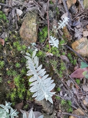 Monochasma savatieri