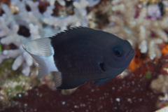 Pycnochromis margaritifer