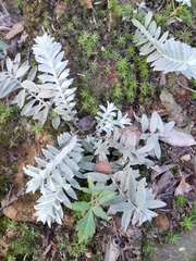 Monochasma savatieri