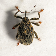 Ceutorhynchus pallidactylus