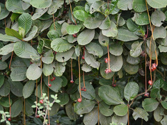 Psychotria camptopus image