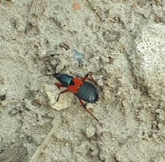 Prostemma aeneicolle