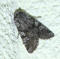 Lasionycta proxima