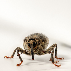 Ceutorhynchus pallidactylus