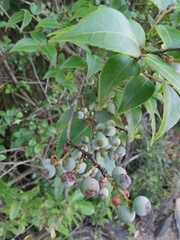 Vaccinium bracteatum