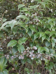 Vaccinium bracteatum