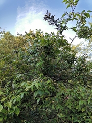 Vaccinium bracteatum