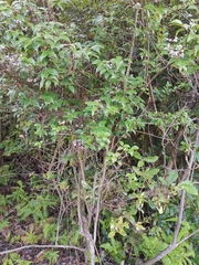 Vaccinium bracteatum