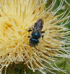Osmia chalybea