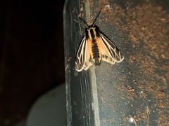 Apantesis phalerata