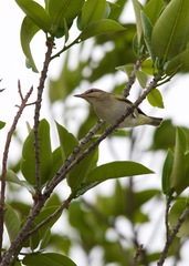 Vireo altiloquus