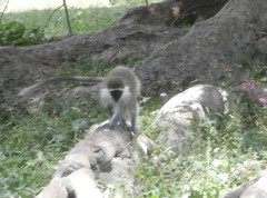 Chlorocebus aethiops