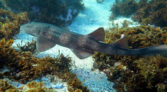 Brachaelurus waddi