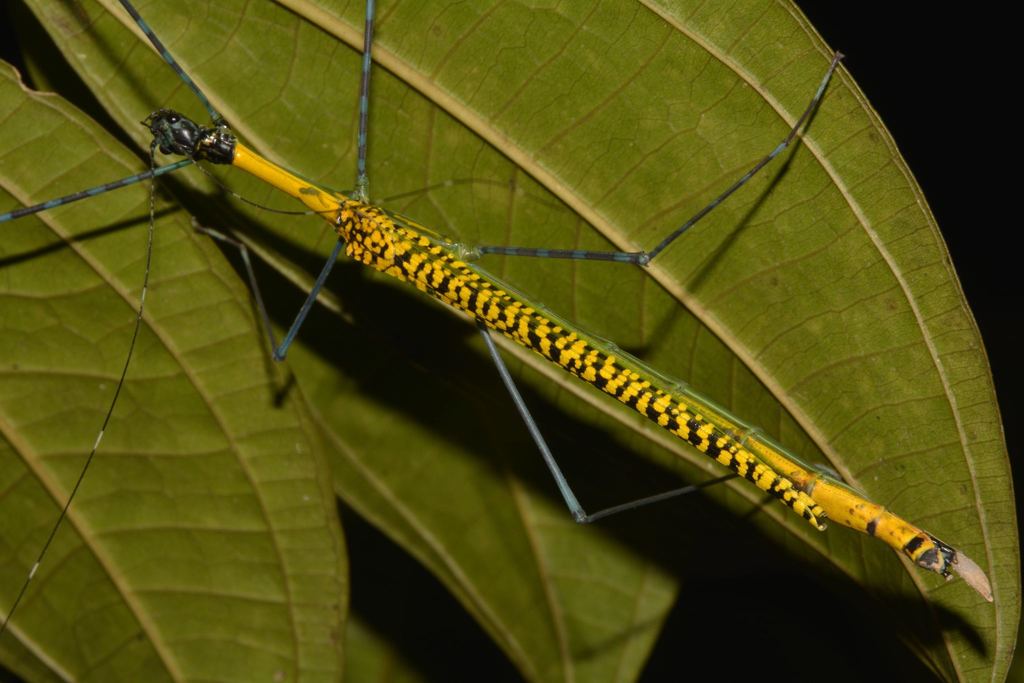 Necrosciinae