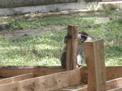 Chlorocebus aethiops